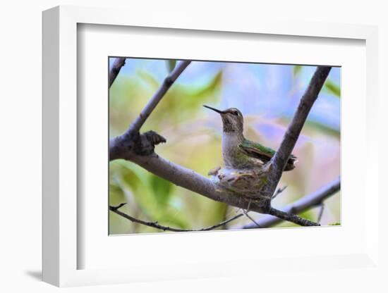 A Ruby-Throated Hummingbird, One of the Most Common of the Hummers-Richard Wright-Framed Photographic Print