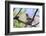 A Ruby-Throated Hummingbird, One of the Most Common of the Hummers-Richard Wright-Framed Photographic Print