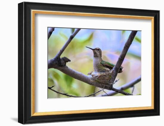 A Ruby-Throated Hummingbird, One of the Most Common of the Hummers-Richard Wright-Framed Photographic Print