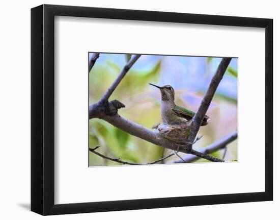 A Ruby-Throated Hummingbird, One of the Most Common of the Hummers-Richard Wright-Framed Photographic Print