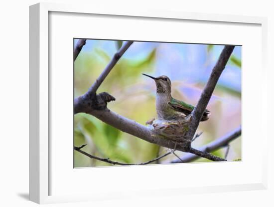 A Ruby-Throated Hummingbird, One of the Most Common of the Hummers-Richard Wright-Framed Photographic Print