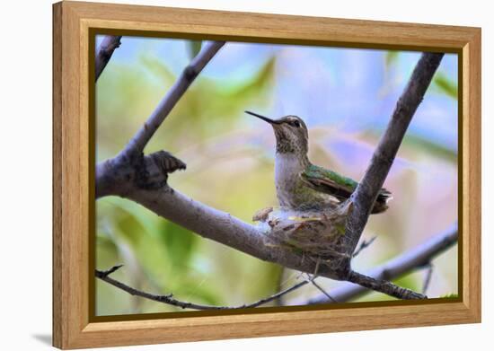 A Ruby-Throated Hummingbird, One of the Most Common of the Hummers-Richard Wright-Framed Premier Image Canvas