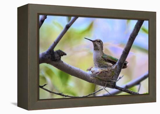 A Ruby-Throated Hummingbird, One of the Most Common of the Hummers-Richard Wright-Framed Premier Image Canvas