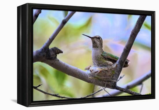 A Ruby-Throated Hummingbird, One of the Most Common of the Hummers-Richard Wright-Framed Premier Image Canvas