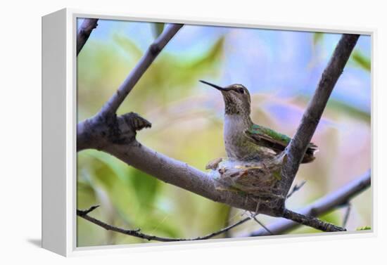 A Ruby-Throated Hummingbird, One of the Most Common of the Hummers-Richard Wright-Framed Premier Image Canvas