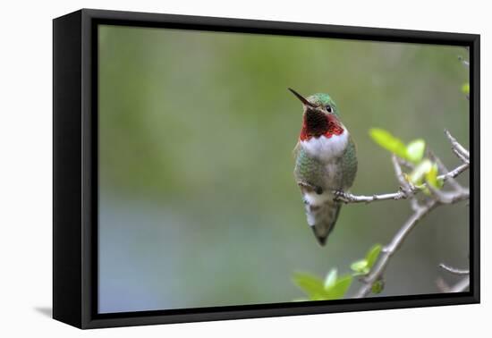 A Ruby-Throated Hummingbird, One of the Most Common of the Hummers-Richard Wright-Framed Premier Image Canvas