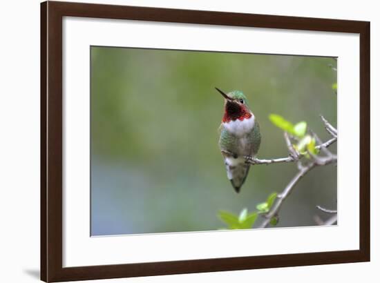 A Ruby-Throated Hummingbird, One of the Most Common of the Hummers-Richard Wright-Framed Photographic Print