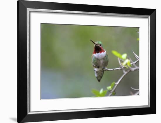 A Ruby-Throated Hummingbird, One of the Most Common of the Hummers-Richard Wright-Framed Photographic Print