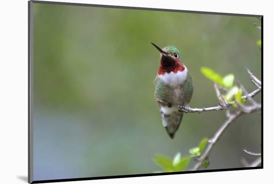 A Ruby-Throated Hummingbird, One of the Most Common of the Hummers-Richard Wright-Mounted Photographic Print