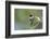 A Ruby-Throated Hummingbird, One of the Most Common of the Hummers-Richard Wright-Framed Photographic Print