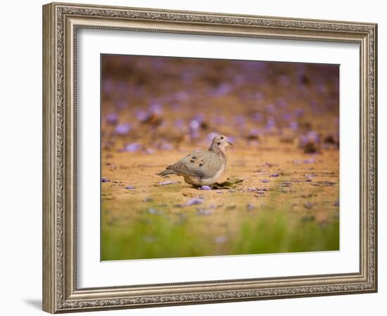 A Ruddy Ground Dove Forages Through Fallen Purple Flowers in Sao Paulo's Ibirapuera Park-Alex Saberi-Framed Photographic Print