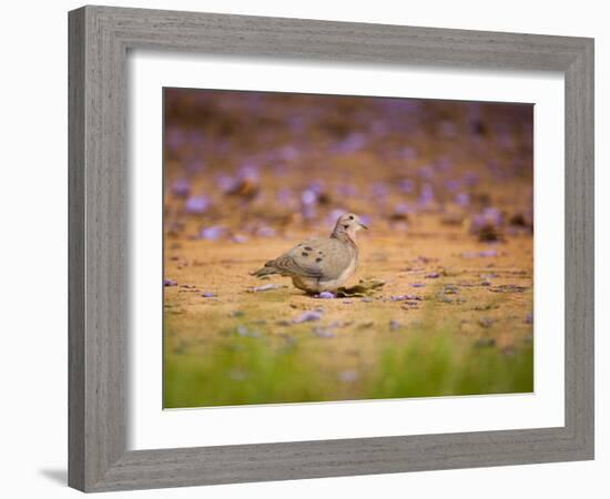 A Ruddy Ground Dove Forages Through Fallen Purple Flowers in Sao Paulo's Ibirapuera Park-Alex Saberi-Framed Photographic Print