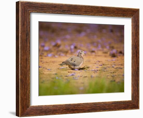 A Ruddy Ground Dove Forages Through Fallen Purple Flowers in Sao Paulo's Ibirapuera Park-Alex Saberi-Framed Photographic Print