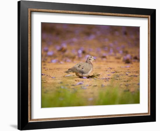 A Ruddy Ground Dove Forages Through Fallen Purple Flowers in Sao Paulo's Ibirapuera Park-Alex Saberi-Framed Photographic Print