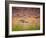 A Ruddy Ground Dove Forages Through Fallen Purple Flowers in Sao Paulo's Ibirapuera Park-Alex Saberi-Framed Photographic Print