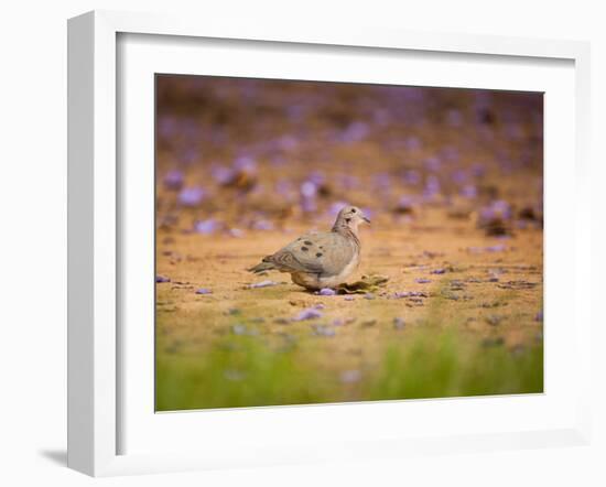 A Ruddy Ground Dove Forages Through Fallen Purple Flowers in Sao Paulo's Ibirapuera Park-Alex Saberi-Framed Photographic Print