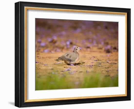 A Ruddy Ground Dove Forages Through Fallen Purple Flowers in Sao Paulo's Ibirapuera Park-Alex Saberi-Framed Photographic Print