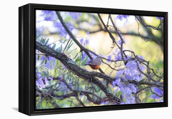 A Rufous Bellied Thrush, Turdus Rufiventris, on a Jacaranda Tree Branch in Ibirapuera Park-Alex Saberi-Framed Premier Image Canvas