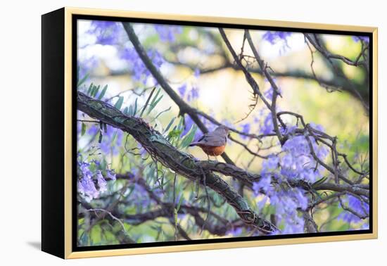 A Rufous Bellied Thrush, Turdus Rufiventris, on a Jacaranda Tree Branch in Ibirapuera Park-Alex Saberi-Framed Premier Image Canvas