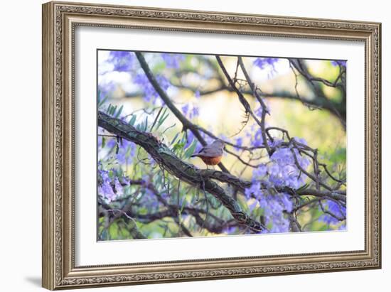 A Rufous Bellied Thrush, Turdus Rufiventris, on a Jacaranda Tree Branch in Ibirapuera Park-Alex Saberi-Framed Photographic Print