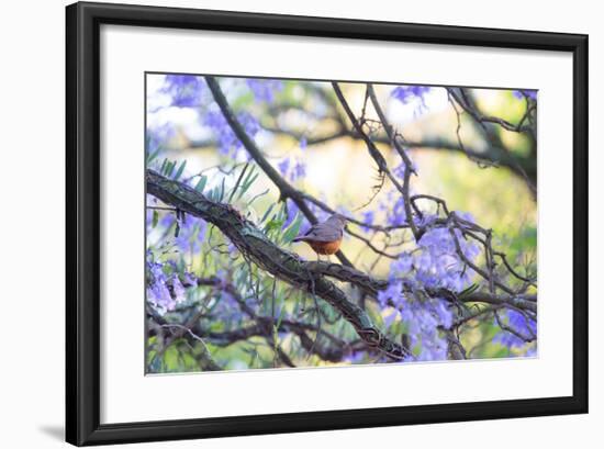 A Rufous Bellied Thrush, Turdus Rufiventris, on a Jacaranda Tree Branch in Ibirapuera Park-Alex Saberi-Framed Photographic Print