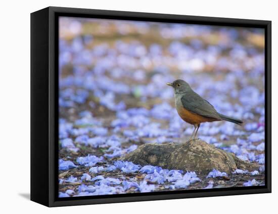 A Rufous Bellied Thrush, Turdus Rufiventris, Surrounded by Purple Petals in Ibirapuera Park-Alex Saberi-Framed Premier Image Canvas