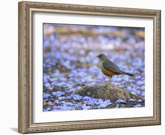 A Rufous Bellied Thrush, Turdus Rufiventris, Surrounded by Purple Petals in Ibirapuera Park-Alex Saberi-Framed Photographic Print