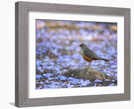 A Rufous Bellied Thrush, Turdus Rufiventris, Surrounded by Purple Petals in Ibirapuera Park-Alex Saberi-Framed Photographic Print