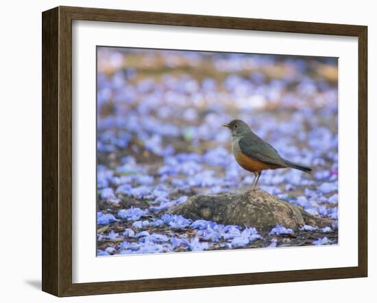 A Rufous Bellied Thrush, Turdus Rufiventris, Surrounded by Purple Petals in Ibirapuera Park-Alex Saberi-Framed Photographic Print