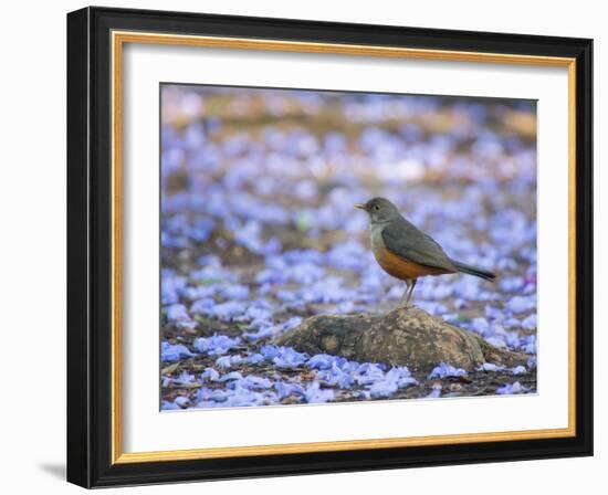 A Rufous Bellied Thrush, Turdus Rufiventris, Surrounded by Purple Petals in Ibirapuera Park-Alex Saberi-Framed Photographic Print