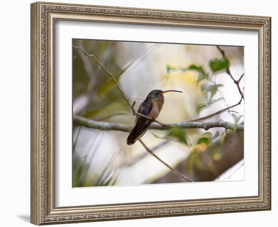 A Rufous-Breasted Hermit Perching on a Tree Branch in the Atlantic Rainforest-Alex Saberi-Framed Photographic Print