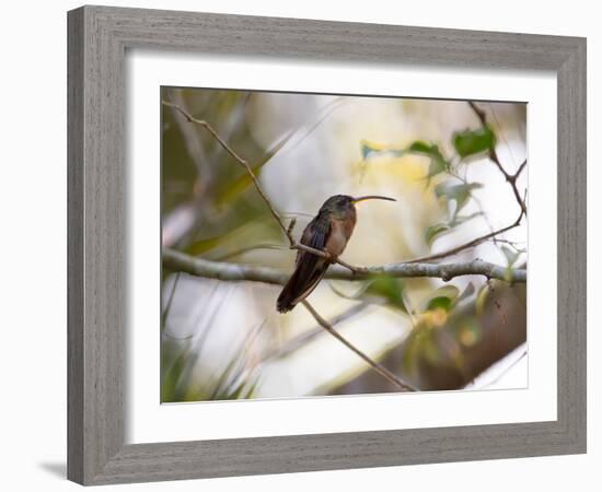 A Rufous-Breasted Hermit Perching on a Tree Branch in the Atlantic Rainforest-Alex Saberi-Framed Photographic Print