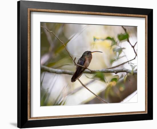 A Rufous-Breasted Hermit Perching on a Tree Branch in the Atlantic Rainforest-Alex Saberi-Framed Photographic Print