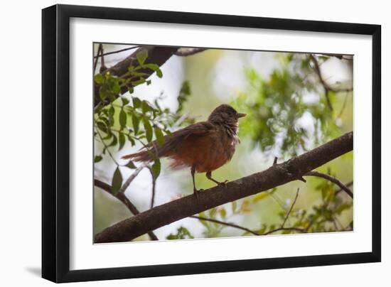 A Rufous Hornero Bird, Furnarius Rufus, Sits in a Tree at Sunset in Ibirapuera Park-Alex Saberi-Framed Photographic Print