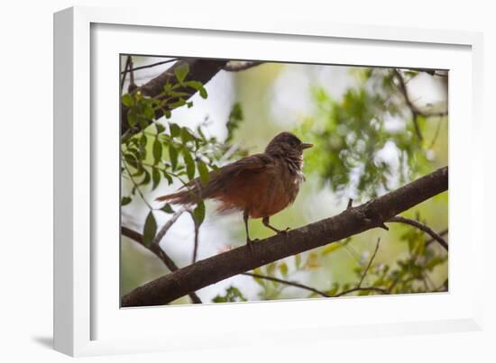 A Rufous Hornero Bird, Furnarius Rufus, Sits in a Tree at Sunset in Ibirapuera Park-Alex Saberi-Framed Photographic Print