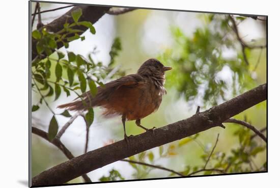 A Rufous Hornero Bird, Furnarius Rufus, Sits in a Tree at Sunset in Ibirapuera Park-Alex Saberi-Mounted Photographic Print