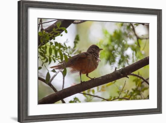 A Rufous Hornero Bird, Furnarius Rufus, Sits in a Tree at Sunset in Ibirapuera Park-Alex Saberi-Framed Photographic Print