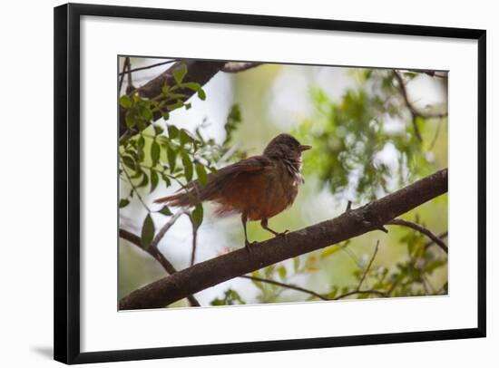 A Rufous Hornero Bird, Furnarius Rufus, Sits in a Tree at Sunset in Ibirapuera Park-Alex Saberi-Framed Photographic Print