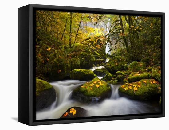 A Rushing Mccord Creek with Yellow Fall Color from Bigleaf Maple, Columbia Gorge, Oregon, USA-Gary Luhm-Framed Premier Image Canvas