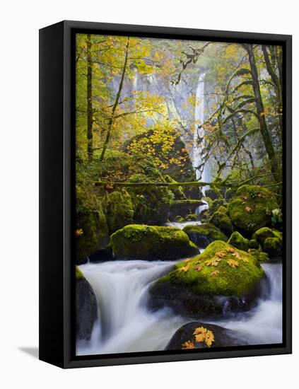 A Rushing Mccord Creek with Yellow Fall Color from Bigleaf Maple, Columbia Gorge, Oregon, USA-Gary Luhm-Framed Premier Image Canvas