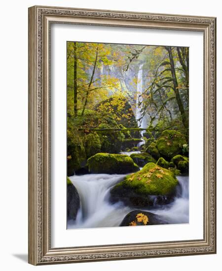 A Rushing Mccord Creek with Yellow Fall Color from Bigleaf Maple, Columbia Gorge, Oregon, USA-Gary Luhm-Framed Photographic Print