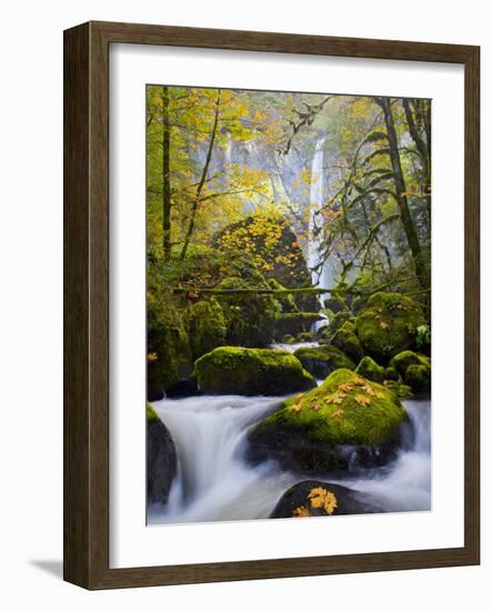 A Rushing Mccord Creek with Yellow Fall Color from Bigleaf Maple, Columbia Gorge, Oregon, USA-Gary Luhm-Framed Photographic Print