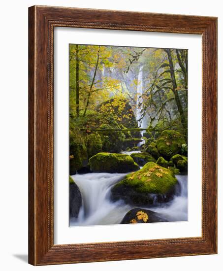 A Rushing Mccord Creek with Yellow Fall Color from Bigleaf Maple, Columbia Gorge, Oregon, USA-Gary Luhm-Framed Photographic Print