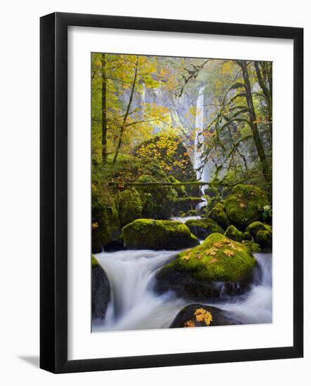 A Rushing Mccord Creek with Yellow Fall Color from Bigleaf Maple, Columbia Gorge, Oregon, USA-Gary Luhm-Framed Photographic Print