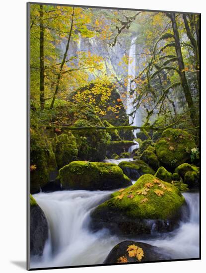 A Rushing Mccord Creek with Yellow Fall Color from Bigleaf Maple, Columbia Gorge, Oregon, USA-Gary Luhm-Mounted Photographic Print