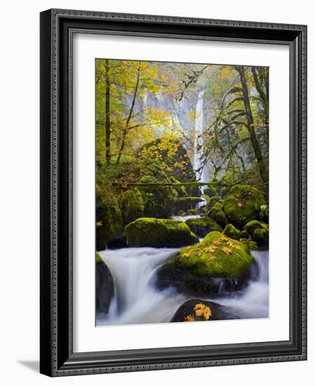 A Rushing Mccord Creek with Yellow Fall Color from Bigleaf Maple, Columbia Gorge, Oregon, USA-Gary Luhm-Framed Photographic Print