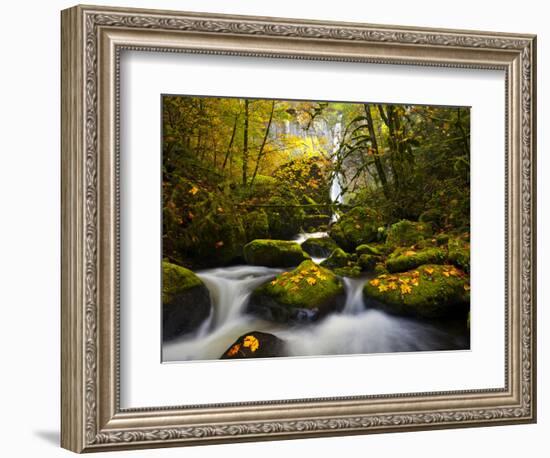 A Rushing Mccord Creek with Yellow Fall Color from Bigleaf Maple, Columbia Gorge, Oregon, USA-Gary Luhm-Framed Photographic Print