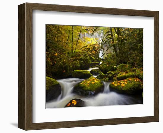 A Rushing Mccord Creek with Yellow Fall Color from Bigleaf Maple, Columbia Gorge, Oregon, USA-Gary Luhm-Framed Photographic Print