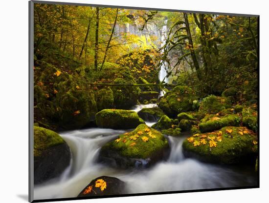 A Rushing Mccord Creek with Yellow Fall Color from Bigleaf Maple, Columbia Gorge, Oregon, USA-Gary Luhm-Mounted Photographic Print