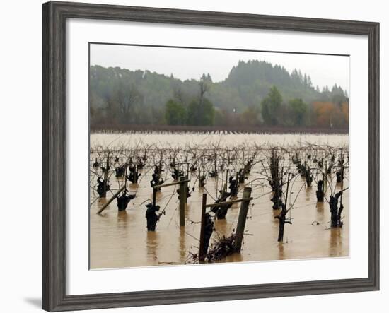 A Russian River Vineyard Remains Flooded Near Forestville, Calif.-null-Framed Photographic Print